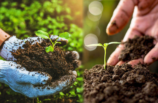 The Rise of Organic Farming in Andhra Pradesh